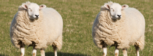 sheep cloning